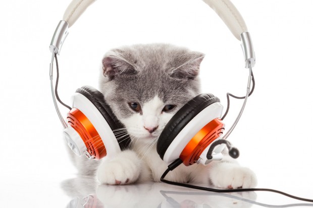 cat-music-620x413.jpg
